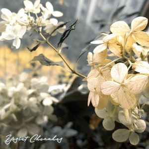 春夢之眠（春日夢的共眠）