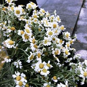 平淡日子里的刺