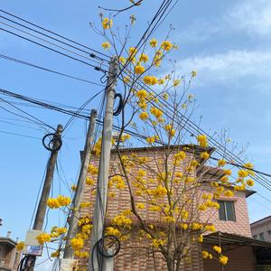 レクイエム安魂曲（小提琴版）