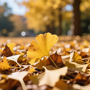 银杏与落叶的秋