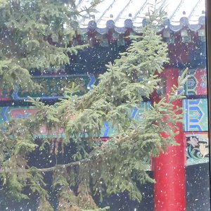 雪落东北该回家了