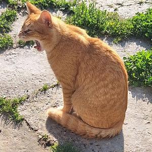 Relaxing music for cats (feat. Petar Juras)