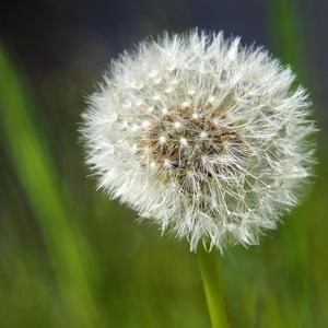 风吹过的蒲公英（轻音乐）