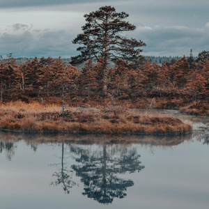 maldita desconfiança
