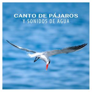 Vida lenta (Musica de la naturaleza)