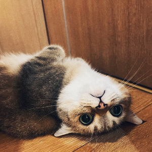 夏日来电(lofi acoustic version)