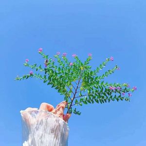 爱情总是忧伤又甜美