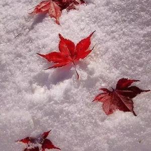 行香子 野店残冬