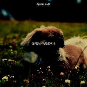 微妙的小狗心情