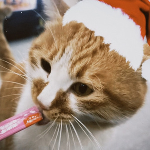 【Free】“圣诞” Type Beat