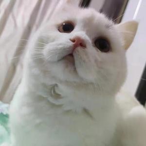 《玩具箱（Mai 玩具盒 bonus）》