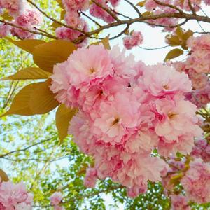 【纯古筝】一路同行伴着她