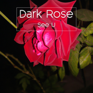 Dark Rose