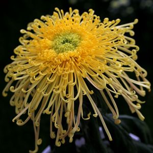 缺氧（美国民歌）