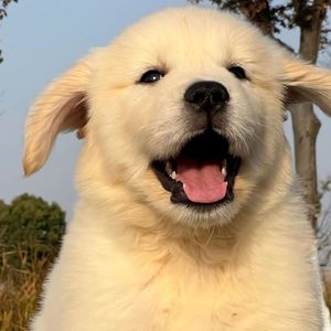 土坡上的狗尾巴草（cover：卢润泽）