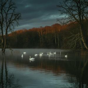 Wild Swans (feat. W.B Yeats)