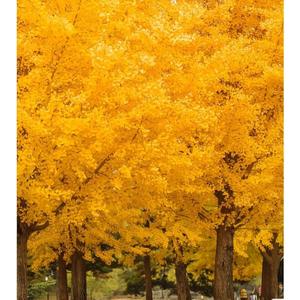 放心去飞/苏友朋团队