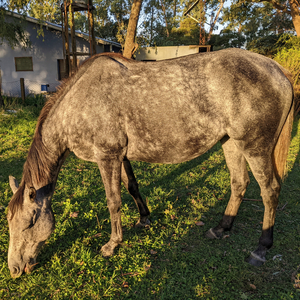 Equine Therapy (feat. Rene Worst, Evan Christopher & Jennifer Scott)