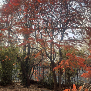 мокрыми листьями