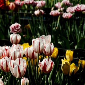 路过人间（吉他女声）