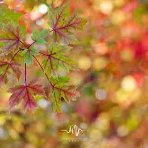 梦雨 (动听古筝曲)