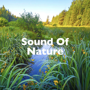 the sound of flowers