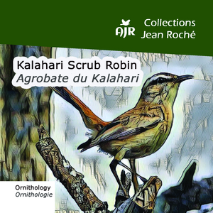 Kalahari Scrub Robin-Agrobate du Kalahari-Cercotrichas paena (Ornithology-Ornthologie)