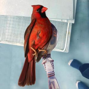 micro blue (feat. Sarah Rossy)