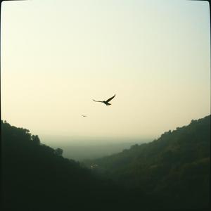 Contraste ao amanhecer