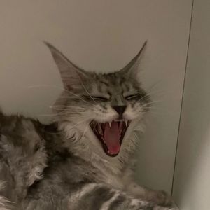 Brave heart（数码宝贝进化曲）