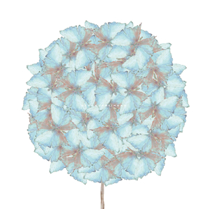 ナイトウォーク