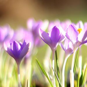 何茫然（箜篌版）