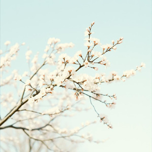 春嵐 ～この命 走る～