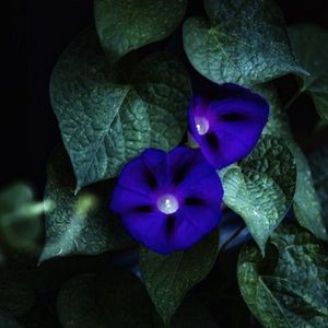 深夜里的喇叭花