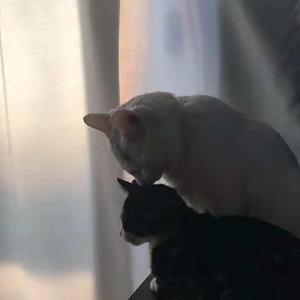 G.E.M.邓紫棋-光年之外（徐大猫remix）（徐大猫 remix）