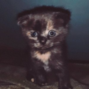 Котики