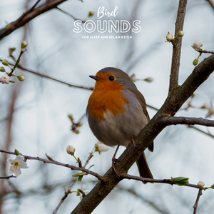 Bird Wave