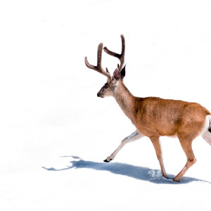 캐롤 루돌프 사슴코