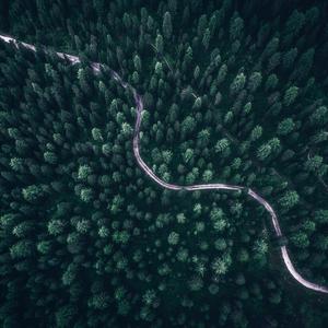 把她的尸体埋在森林里