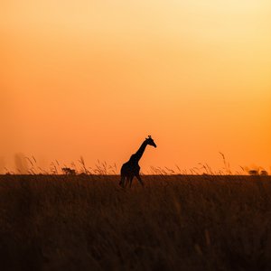 Jungle Mist Soul Cool