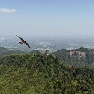 梵树
