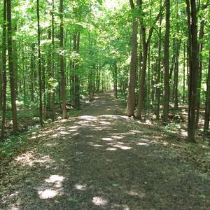 Wonderous Creatures of the Earth