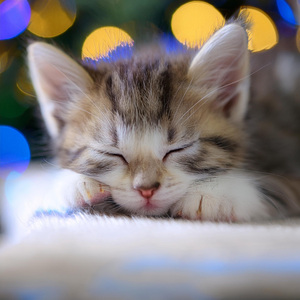 Expresiones Cálidas De Gato