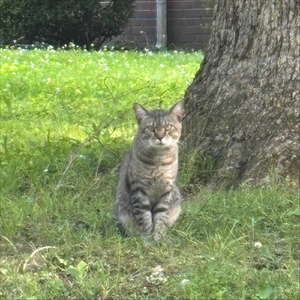 Totoro’s Doppelgänger