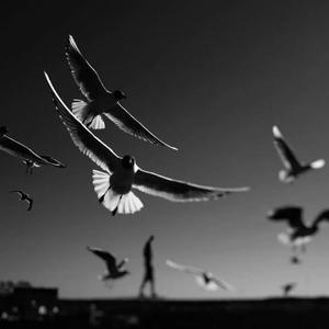 《教堂里的白玫瑰（Mai玩具盒bonus）》