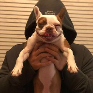 只要平凡——陈同学（翻自 张杰）