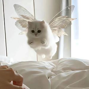 呆我眼睛里 （cover：张天枢）