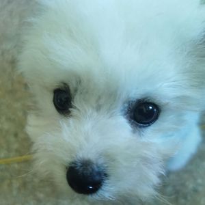 雪柔（从不在乎）