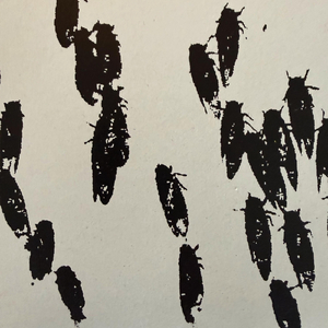Cicadas