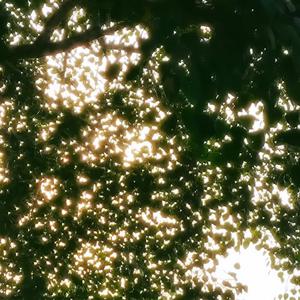 linen, low sun